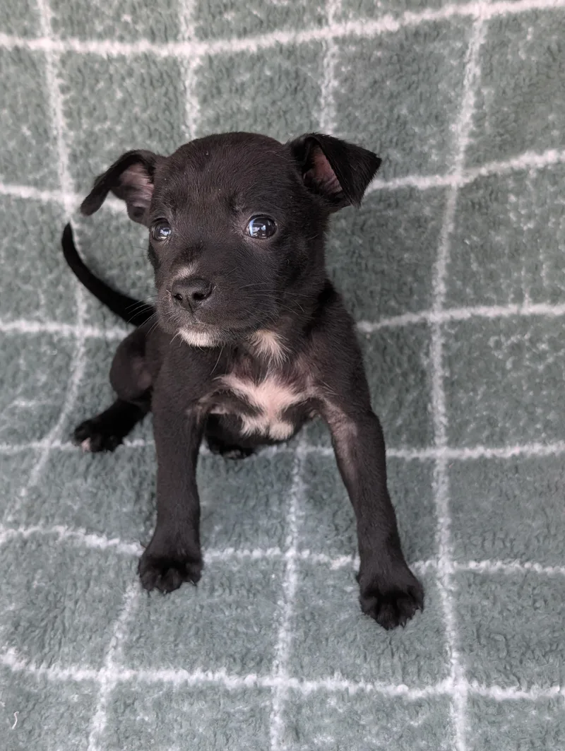 A baby small-sized female Black Chihuahua dog named Twister for adoption in Baton Rouge, LA