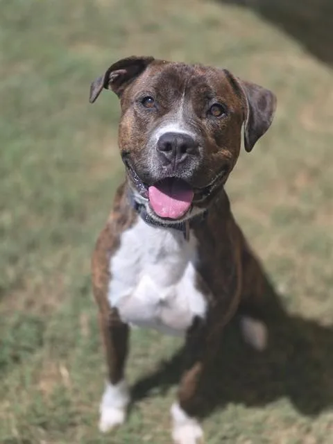 An adult large-sized male Boxer dog named Blue for adoption in York, SC