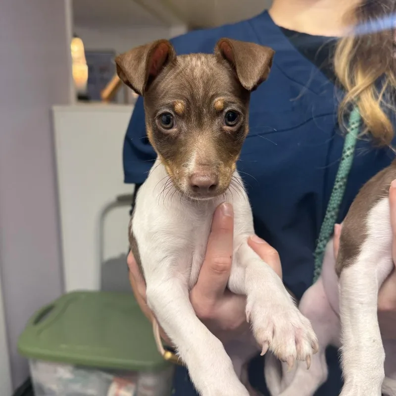 A baby small-sized male Brown / Chocolate Rat Terrier dog named Tweedledum for adoption in Madison, WI