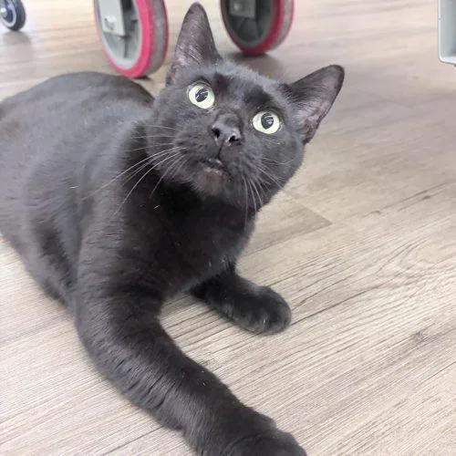 A young small-sized female Domestic Short Hair cat named Katrese for adoption in Knoxville, TN