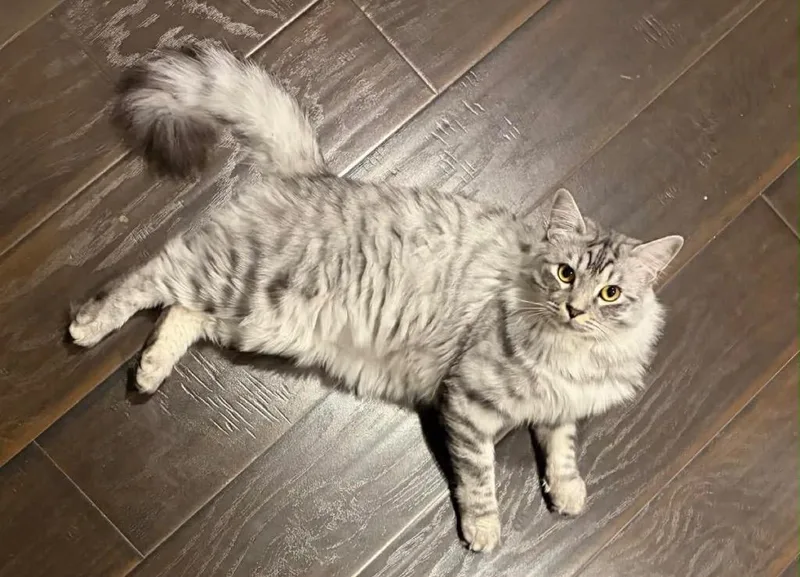An adult large-sized male Domestic Long Hair cat named Carnegie for adoption in Gilbert, AZ