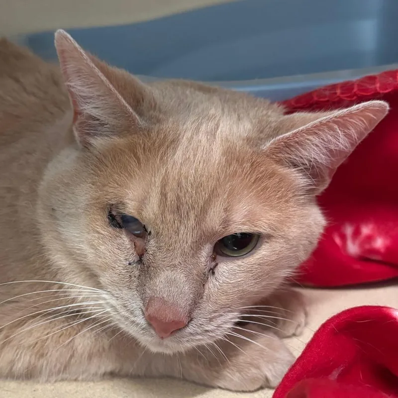 A senior medium-sized male Buff & White Domestic Short Hair cat named Typhoon for adoption in Evanston, IL