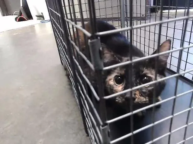 A young medium-sized female Domestic Short Hair cat named Camry for adoption in Tulsa, OK