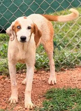 A young medium-sized female White / Cream Hound dog named Moon for adoption in Munfordville, KY