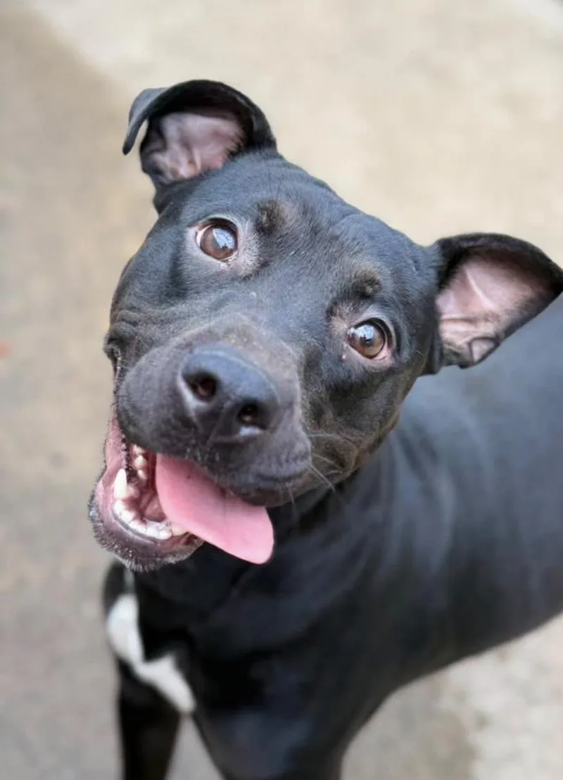 An adult medium-sized female Black Pit Bull Terrier dog named Tadasana for adoption in Chicago, IL