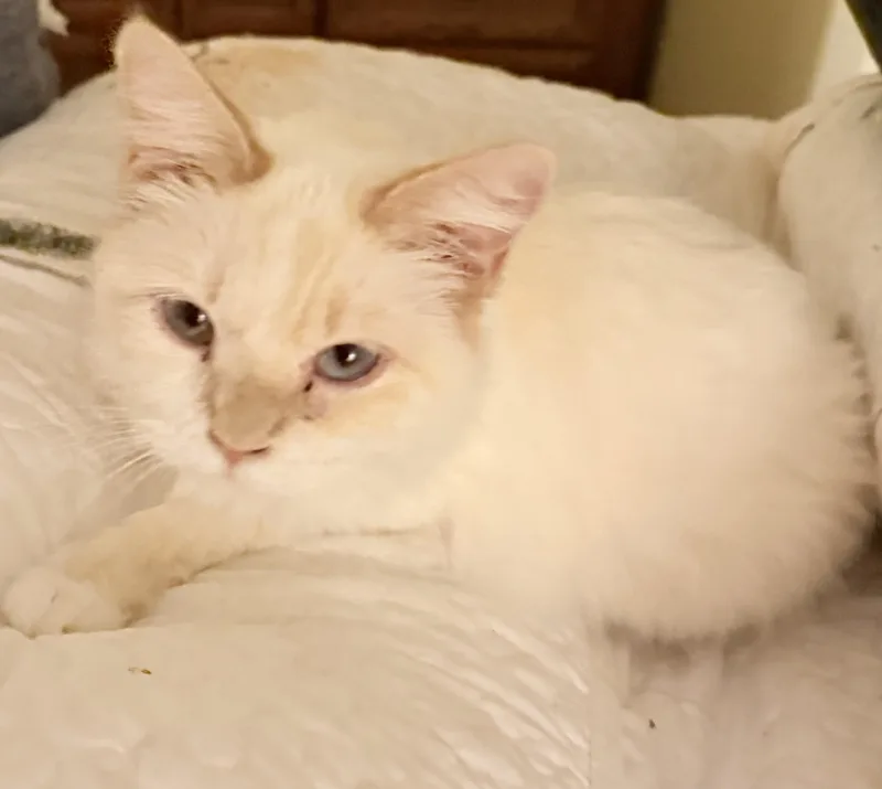 A young medium-sized female Siamese cat named Sabrina for adoption in Blaine, MN