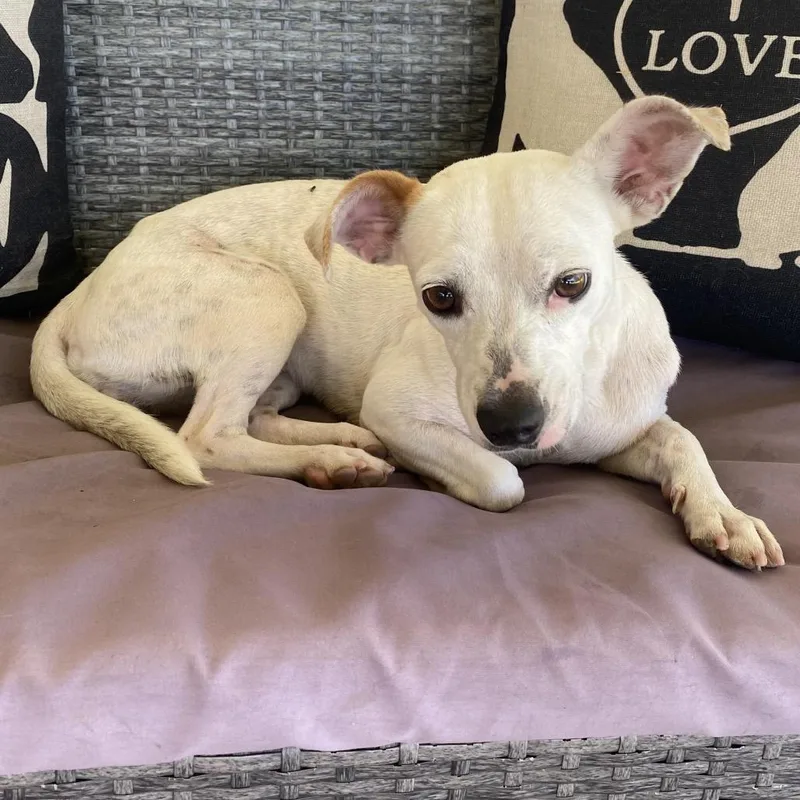 A young small-sized female Chihuahua dog named Coco for adoption in Escondido, CA