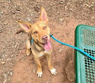 An adult large-sized male German Shepherd Dog dog named Scott for adoption in Clyde, NC