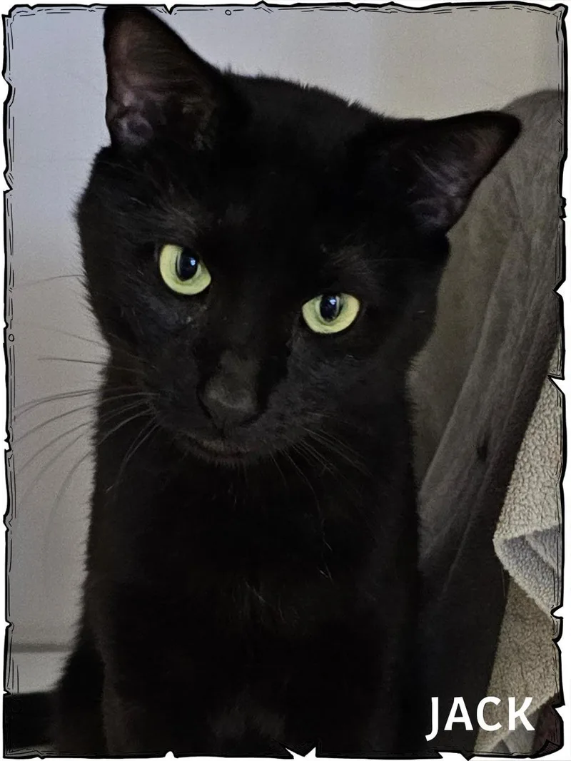 An adult medium-sized male Black Domestic Short Hair cat named Jack for adoption in Whiting, IN