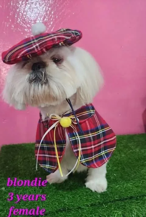 A young small-sized female Shih Tzu dog named Blondie for adoption in Cortez, CO