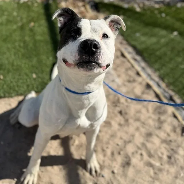 An adult medium-sized female White / Cream Pit Bull Terrier dog named Petey for adoption in Bullhead City, AZ