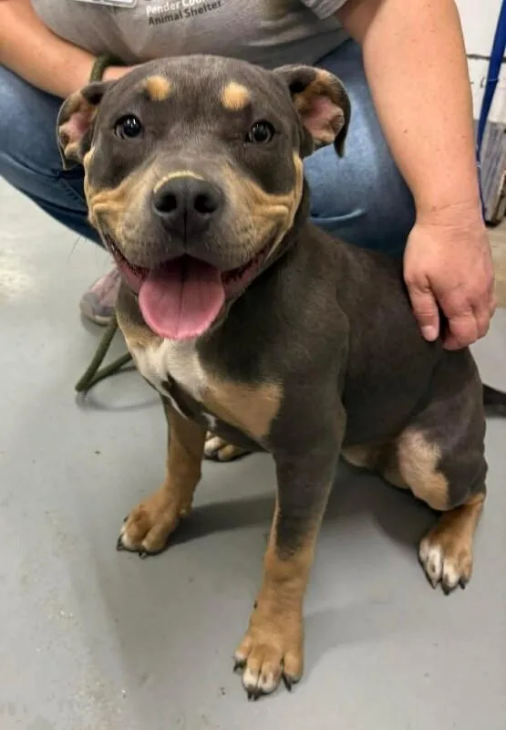 An adult medium-sized female Gray / Blue / Silver Pit Bull Terrier dog named Betty Boop for adoption in Burgaw, NC
