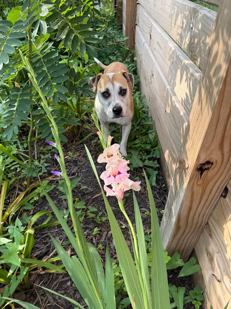 An adult medium-sized female Hound dog named Luria for adoption in Germantown, OH