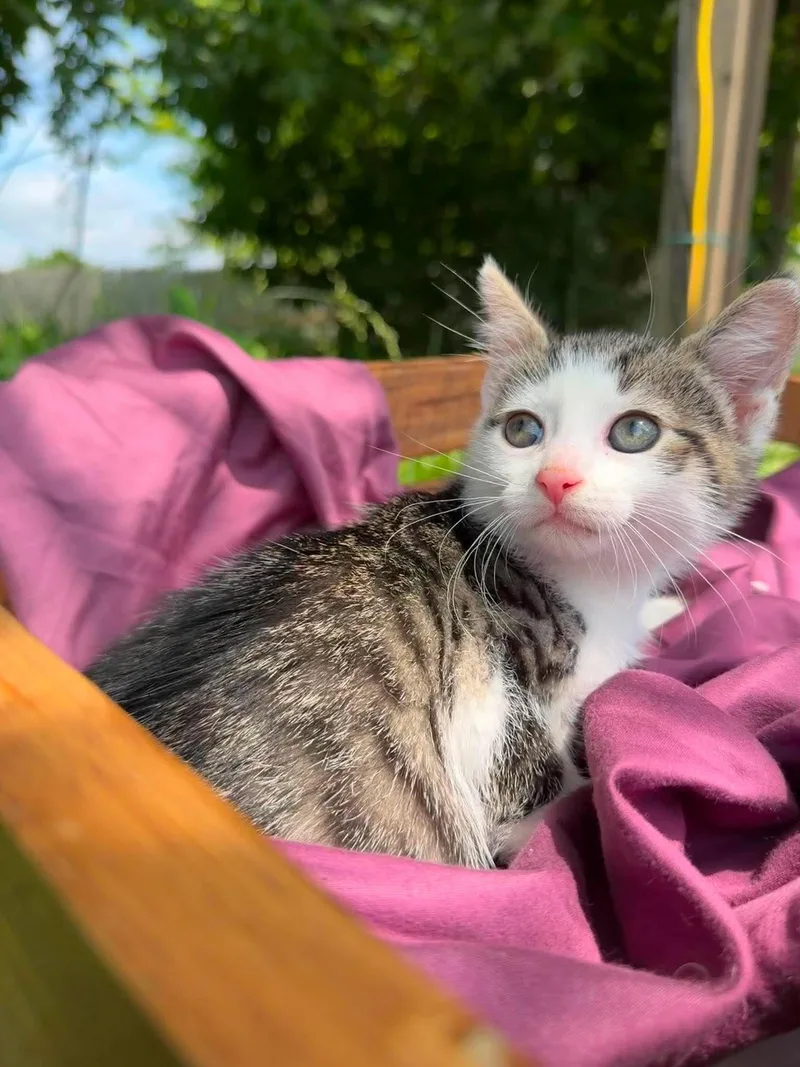 A baby medium-sized female White Domestic Short Hair cat named Bubbles for adoption in Hanover, PA
