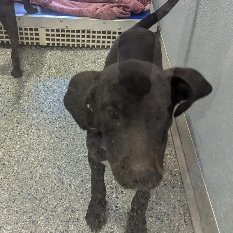 A baby medium-sized male Black Catahoula Leopard Dog dog named Coalie for adoption in Charlottesville, VA