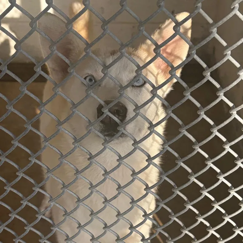 An adult medium-sized female White / Cream Siberian Husky dog named Pearl for adoption in Edinburg, TX