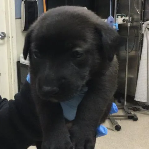 A baby small-sized female Saint Bernard dog named Chunky for adoption in Riverside, CA