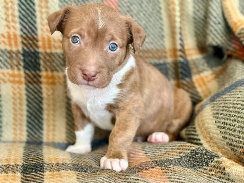 Cardinal  Spring Litter