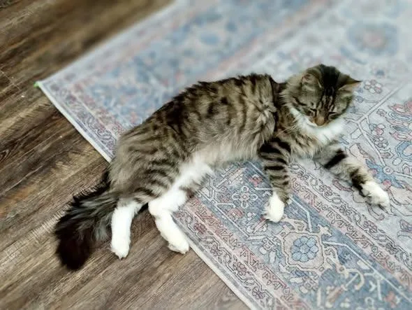 An adult large-sized male Domestic Long Hair cat named Bubba for adoption in Caribou, ME