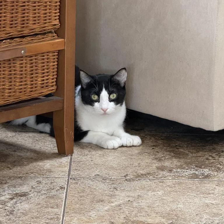 An adult large-sized male Black Domestic Short Hair cat named Pepper for adoption in Coachella, CA