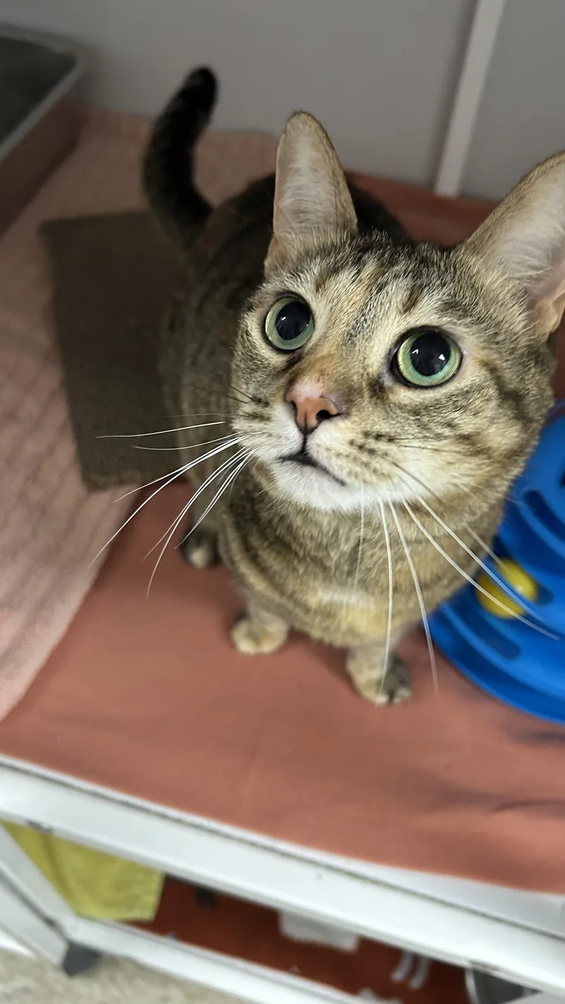 An adult medium-sized female Torbie Domestic Short Hair cat named Akali for adoption in White Oak, PA