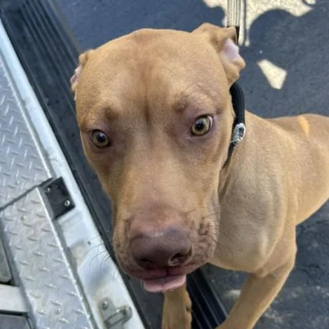An adult large-sized male Yellow / Tan / Blond / Fawn Pit Bull Terrier dog named Ralo for adoption in Bristol, IN