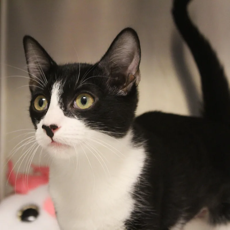 A young medium-sized female Black & White / Tuxedo Tuxedo cat named Betty for adoption in Yucca Valley, CA