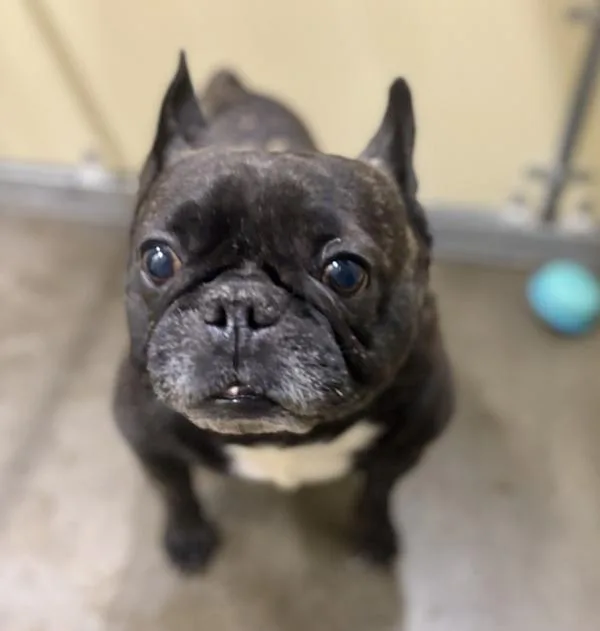 A senior small-sized male French Bulldog dog named Rocky for adoption in Sioux City, IA
