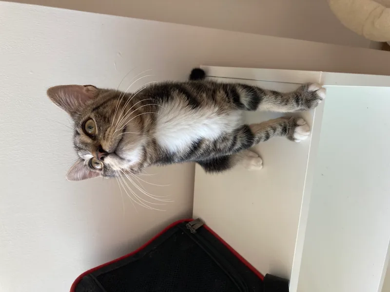 A young medium-sized male Tabby (Buff / Tan / Fawn) Domestic Short Hair cat named Coffee & Cookie for adoption in Long Island City, NY