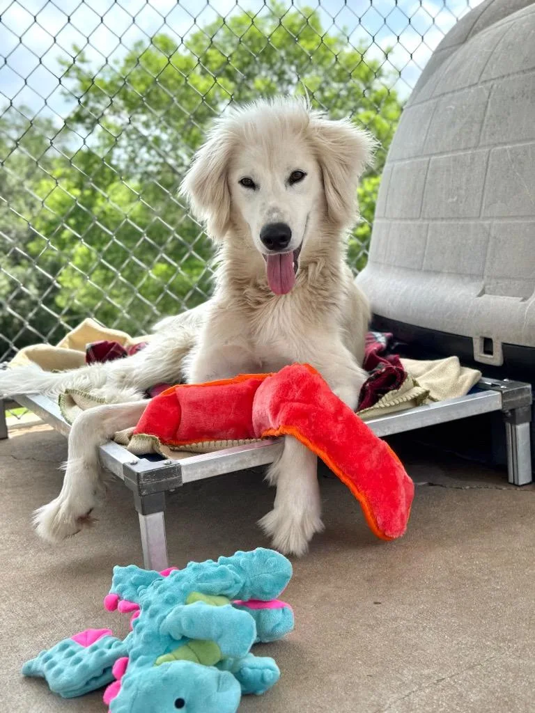 A young medium-sized male Afghan Hound dog named Big Bird for adoption in Canyon Lake, TX