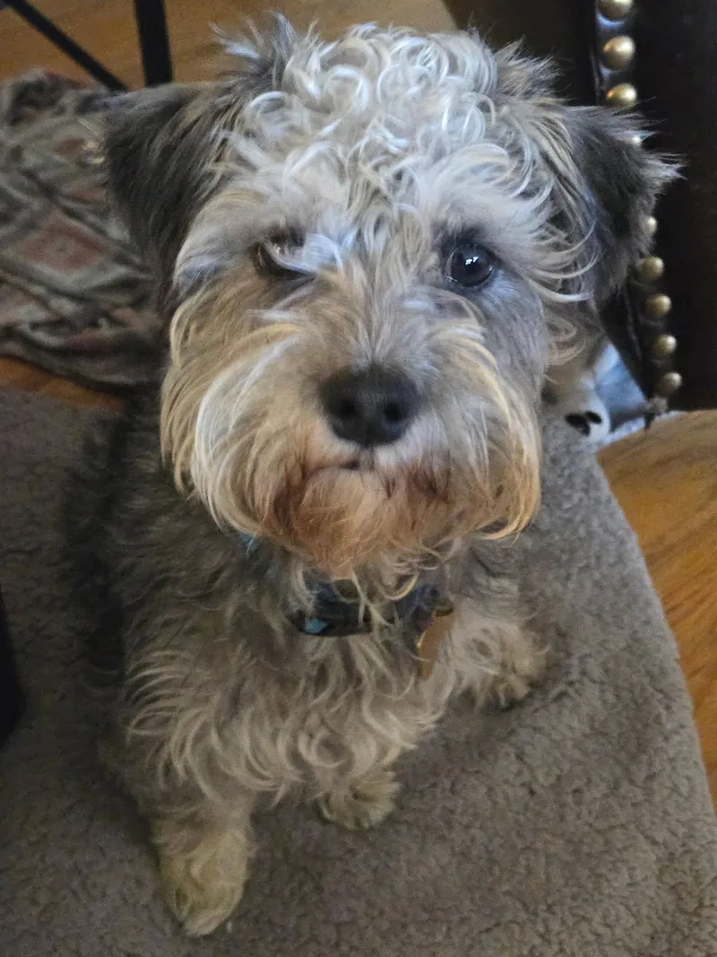 A young small-sized male Gray / Blue / Silver Miniature Schnauzer dog named Bean for adoption in Littleton, CO