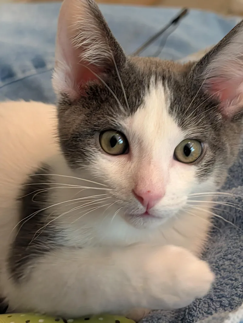 A baby small-sized male Gray & White Domestic Short Hair cat named Mikey for adoption in Annapolis, MD