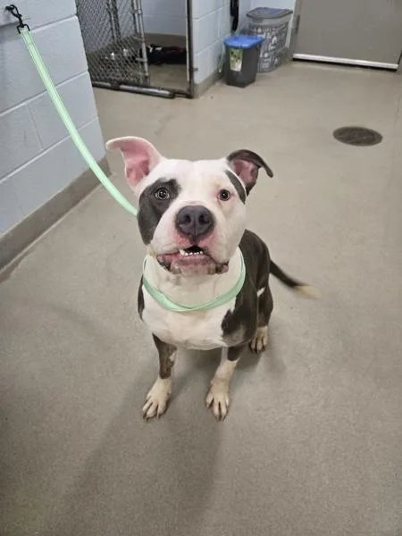 An adult large-sized male American Bulldog dog named Azul for adoption in Millersville, MD