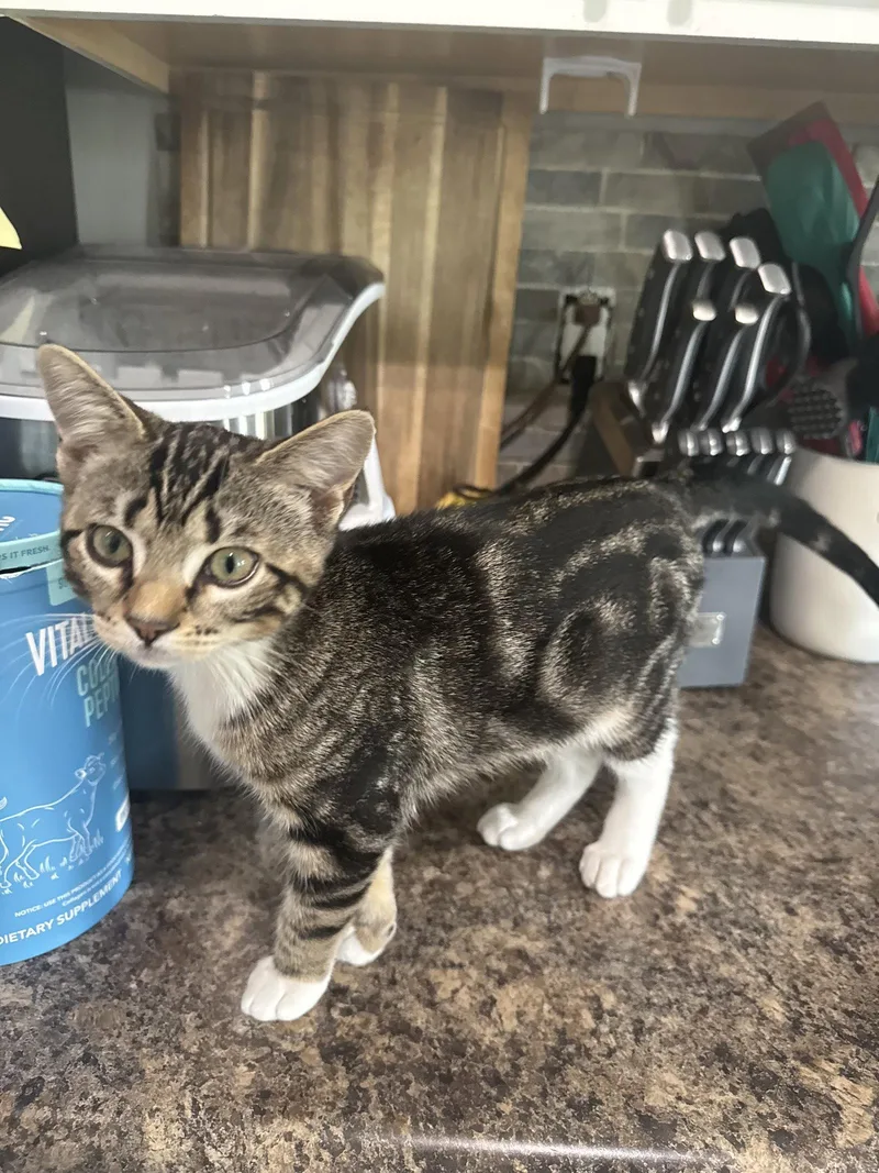 A baby medium-sized female Domestic Short Hair cat named Chip for adoption in Lake Saint Louis, MO