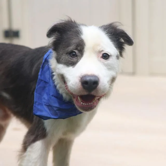An adult medium-sized male American Staffordshire Terrier dog named Petey for adoption in San Antonio, TX
