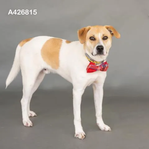 A young medium-sized male Pit Bull Terrier dog named Pinto for adoption in Conroe, TX