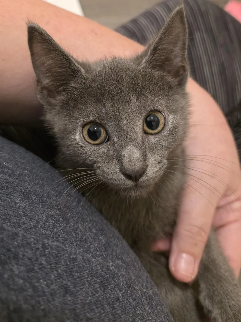 A baby medium-sized male Gray / Blue / Silver Russian Blue cat named Lokni for adoption in Johnson City, TN