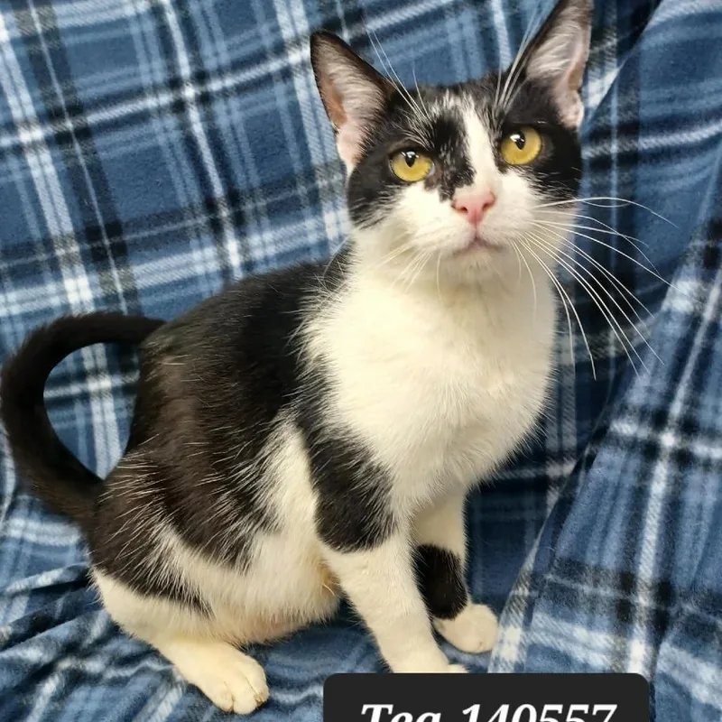 A baby small-sized female Domestic Short Hair cat named Tea for adoption in New Tazewell, TN