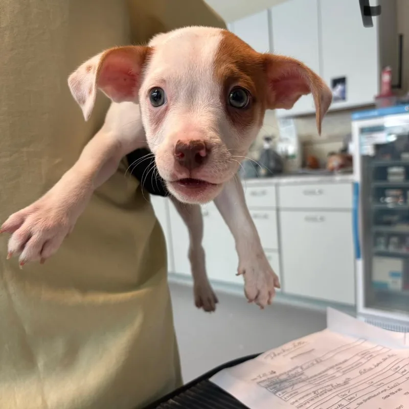 A baby small-sized female White / Cream Mixed Breed dog named Doblette for adoption in Huntington, WV