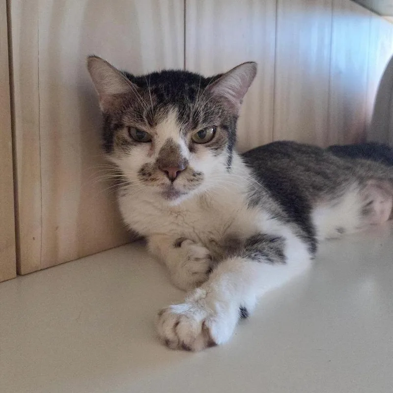 An adult medium-sized female White Domestic Short Hair cat named Wanda for adoption in Bentonville, AR
