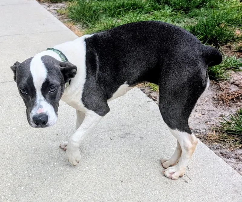 A baby large-sized female American Staffordshire Terrier dog named Shakiramo Puppy! for adoption in Fort Myers, FL