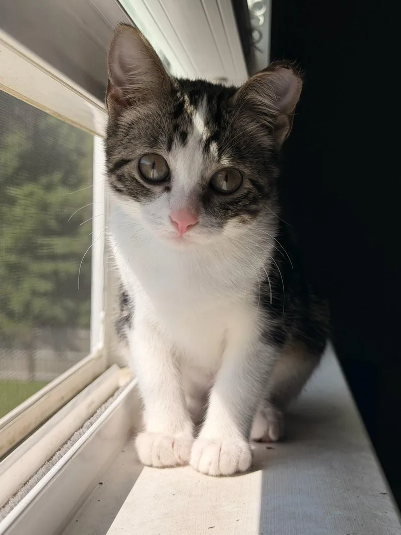 A baby small-sized female Domestic Short Hair cat named Pearl for adoption in Moncks Corner, SC