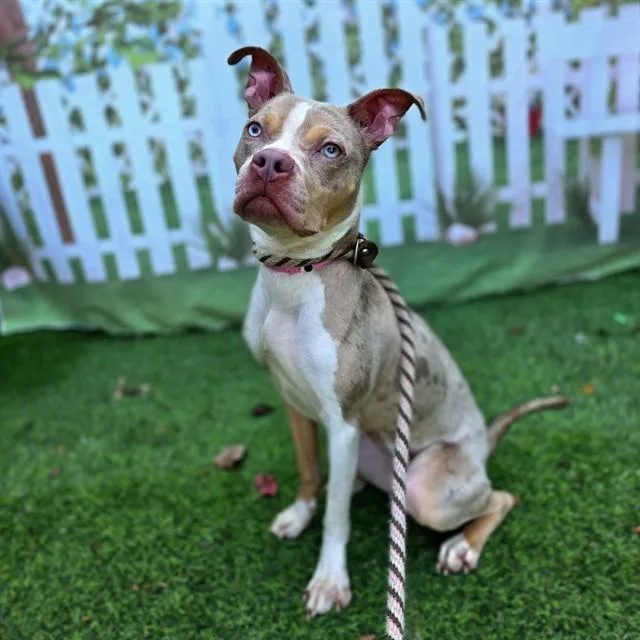 A young small-sized female Pit Bull Terrier dog named Minnie for adoption in Long Beach, CA
