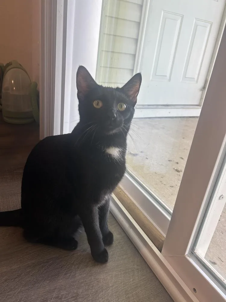 A young medium-sized male Black & White / Tuxedo Domestic Short Hair cat named Sterling for adoption in Youngsville, NC