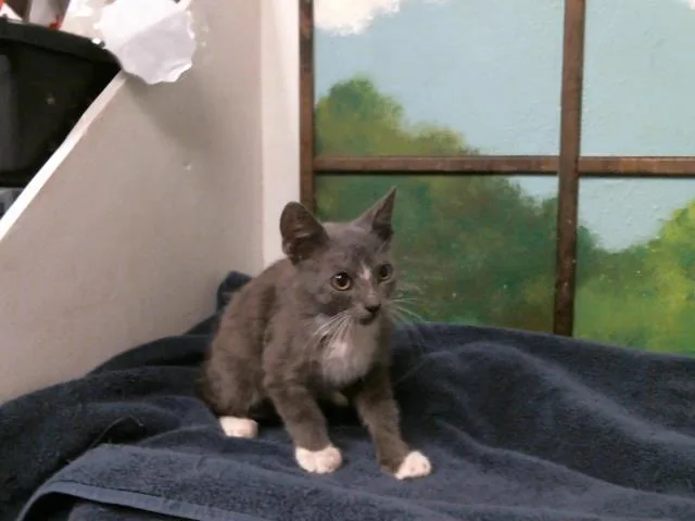 A baby small-sized male Domestic Short Hair cat named Dafy for adoption in Houston, TX