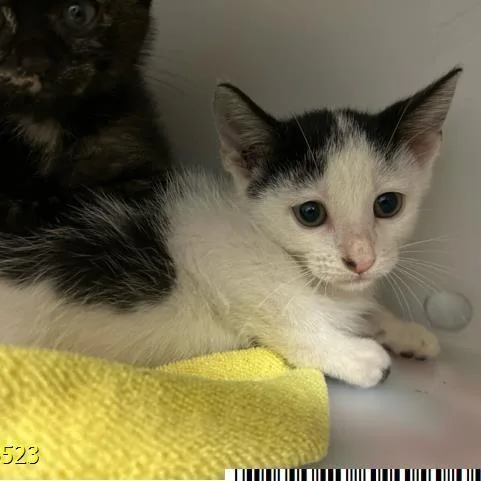 A baby small-sized male White Domestic Short Hair cat named Couduroy for adoption in West Palm Beach, FL