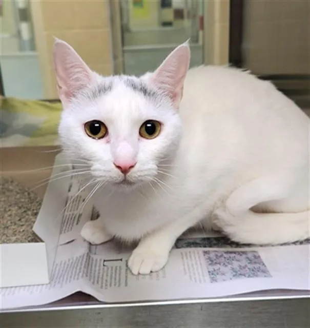A young medium-sized female Domestic Short Hair cat named Tootsie A for adoption in Plano, TX
