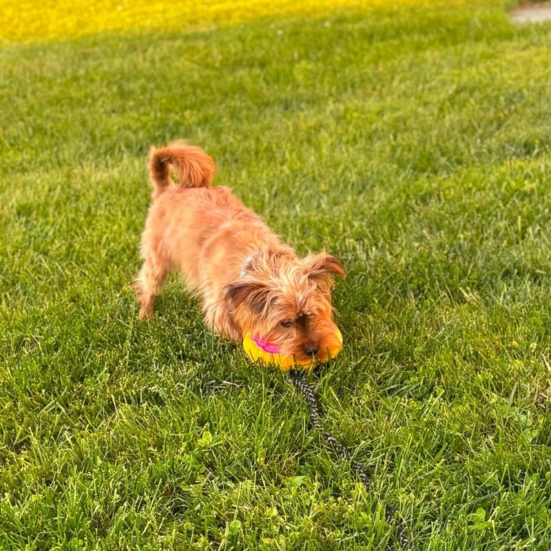 An adult small-sized male Brown / Chocolate Yorkshire Terrier dog named Beans for adoption in Jarrettsville, MD