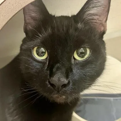 An adult medium-sized female Domestic Short Hair cat named Itty for adoption in Burlington, WA