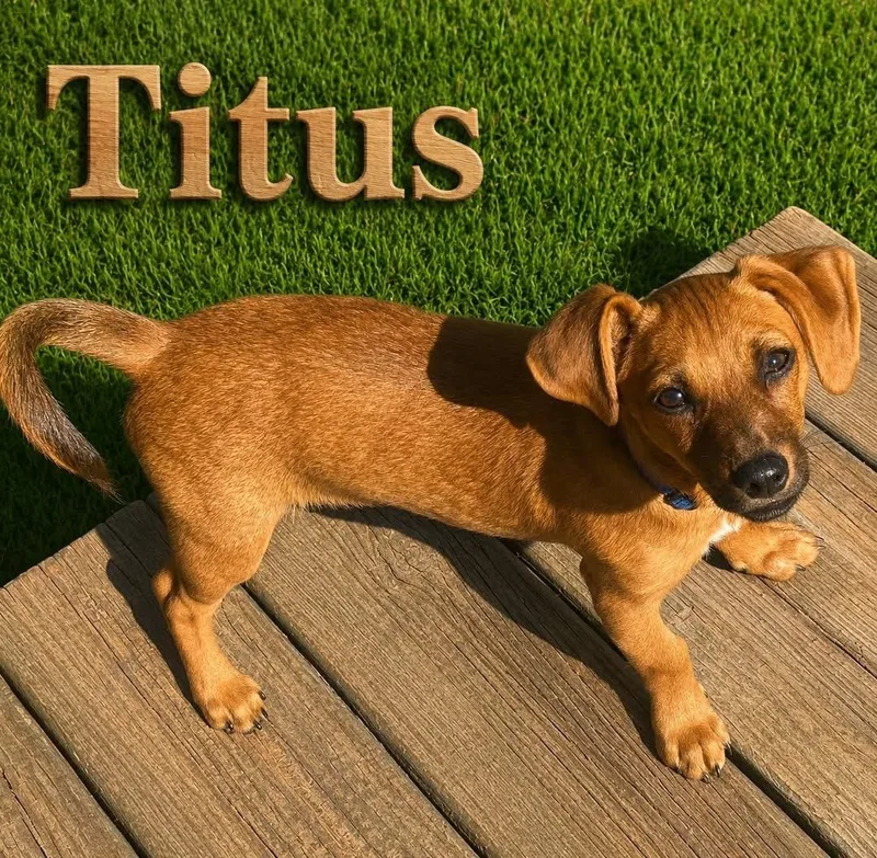 A young small-sized male Chihuahua dog named Titus for adoption in Coldwater, MI